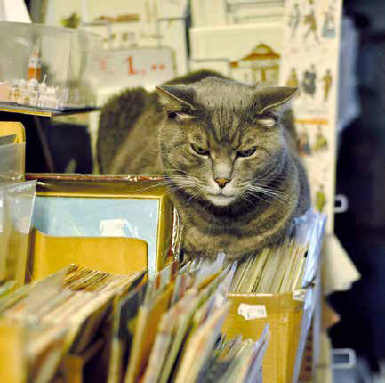 gatto in libreria