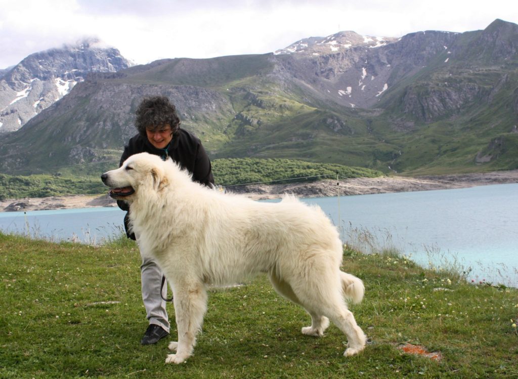 belle e sebastien