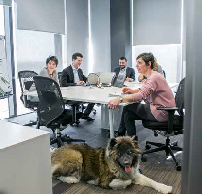 cane in sala riunioni