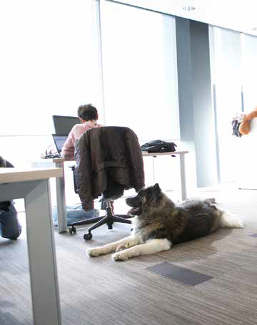vantaggi cani in ufficio