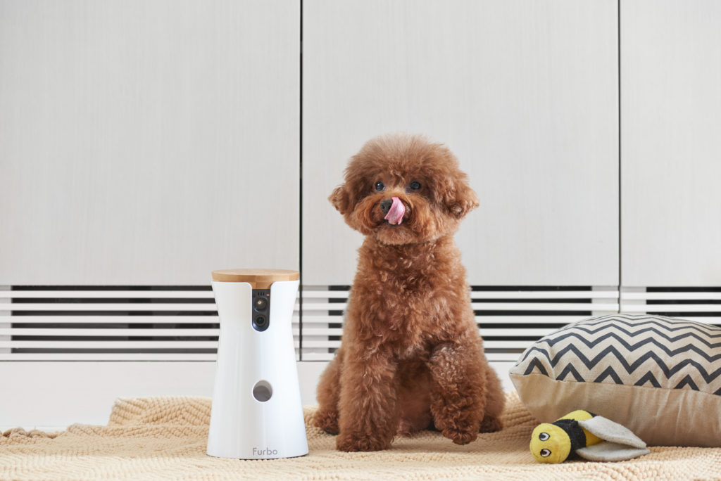 Furbo, la videocamera per interagire con il tuo cane - Quattro Zampe