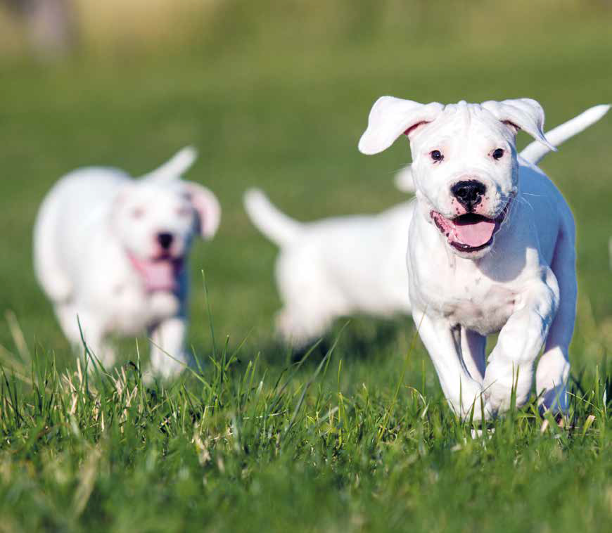 Dogo Argentino carattere, caratteristiche e origini Quattro Zampe