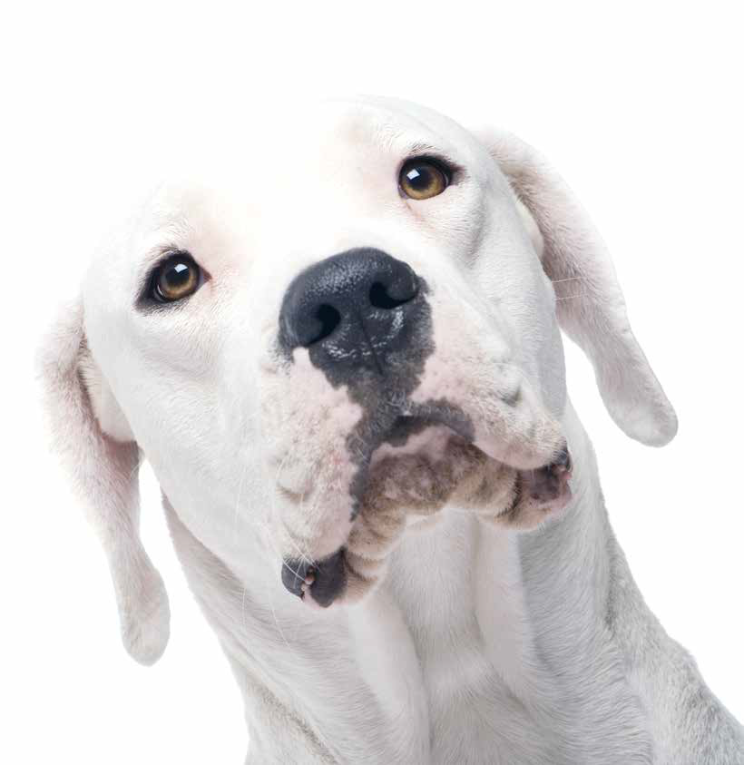 Dogo Argentino: carattere, caratteristiche e origini