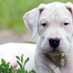 Dogo Argentino: carattere, caratteristiche e origini