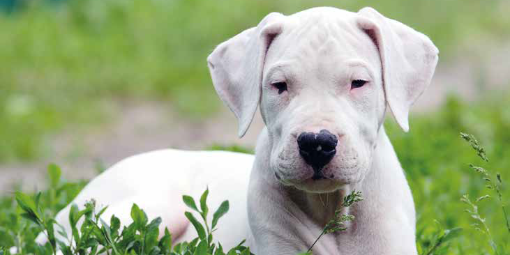 Dogo Argentino: carattere, caratteristiche e origini