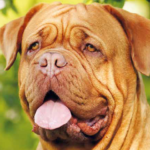 dogue-de-bordeaux_