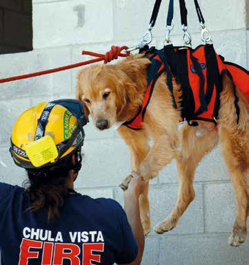 cane 11 settembre