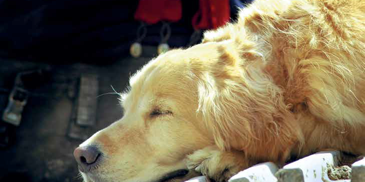 labrador