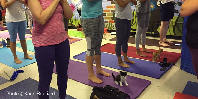 yoga con i gatti 