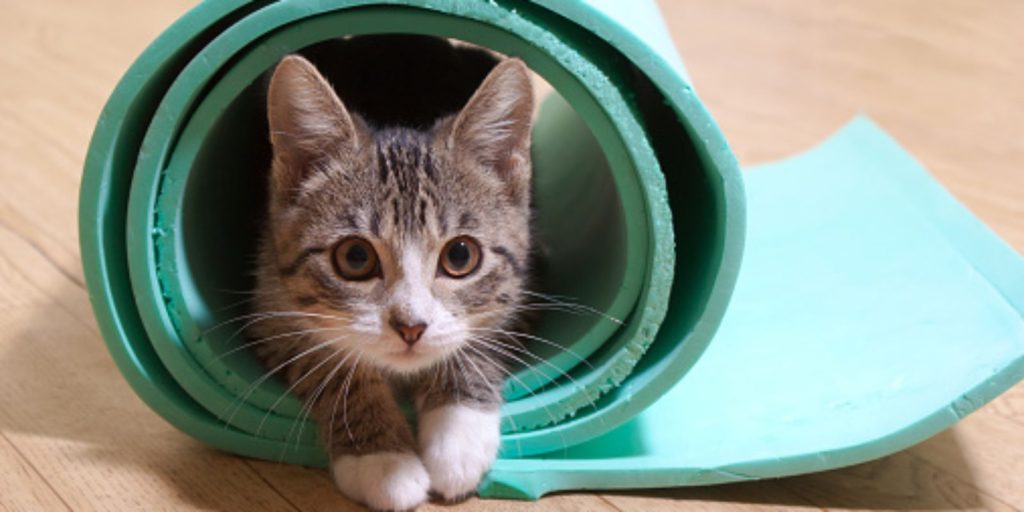 kitten yoga