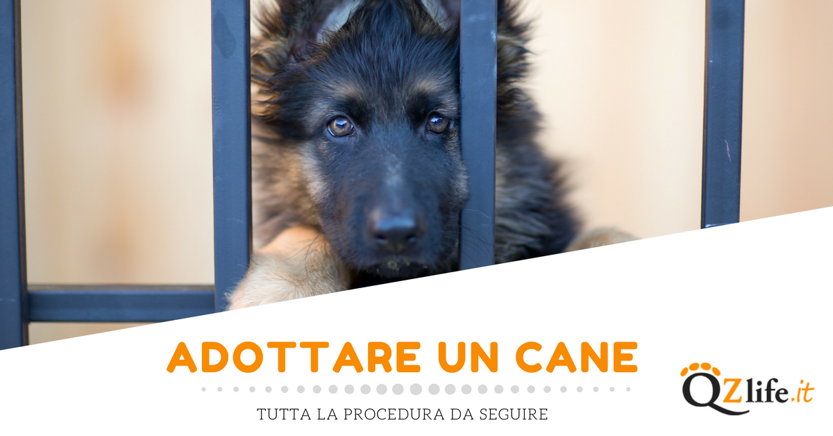Qual'è la procedura per l'adozione di un cane? Quattro Zampe