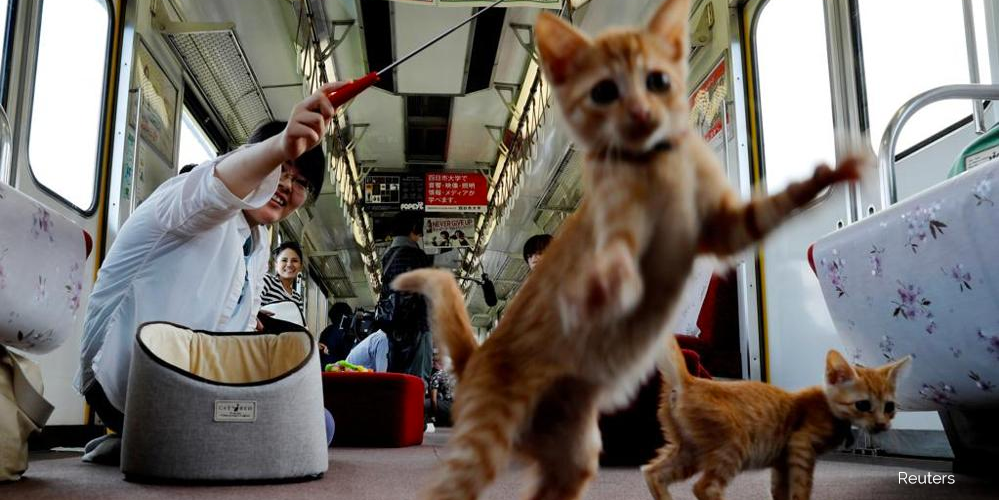 treno gatti giappone