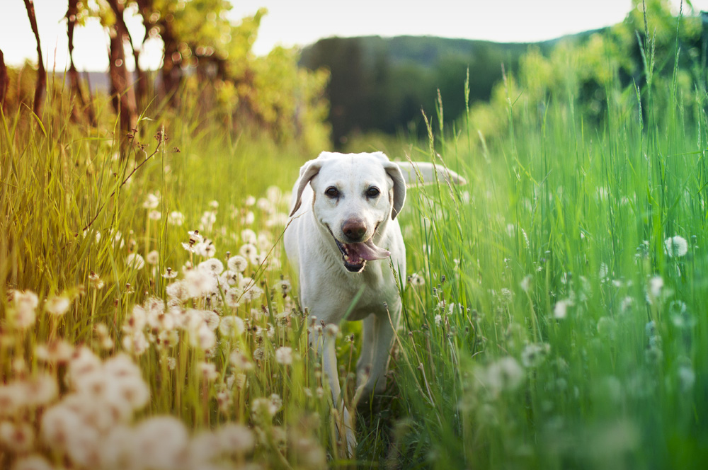 Prevenzione naturale per i cani con l’alimentazione olistica