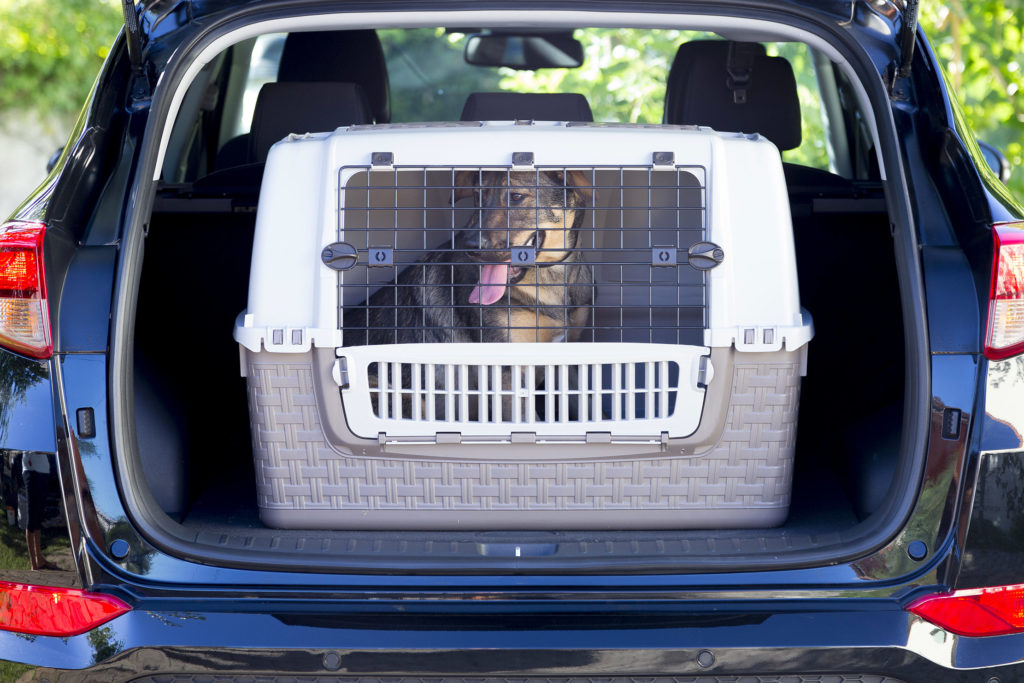 Scegli il trasportino per auto e viaggia in sicurezza con il tuo pet