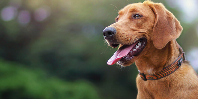 Nutrizione naturale per cani e gatti