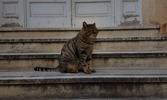 Gatto Romeo cacciato dall'ospedale di Sanremo