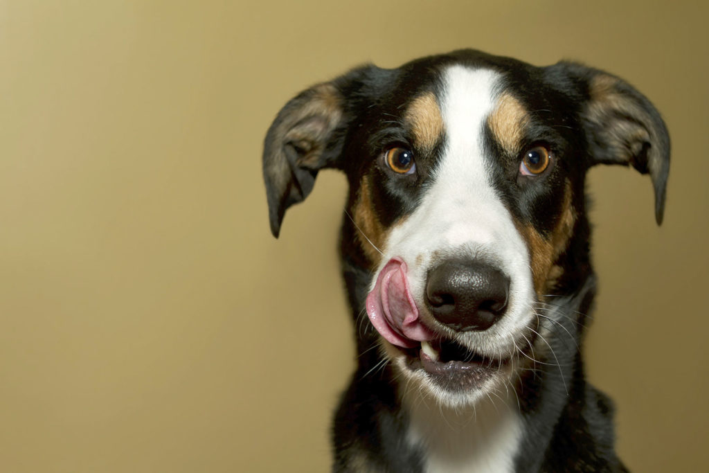 espressioni cani