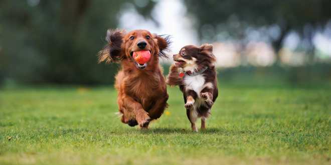 La dieta bilanciata per i cani di piccola taglia