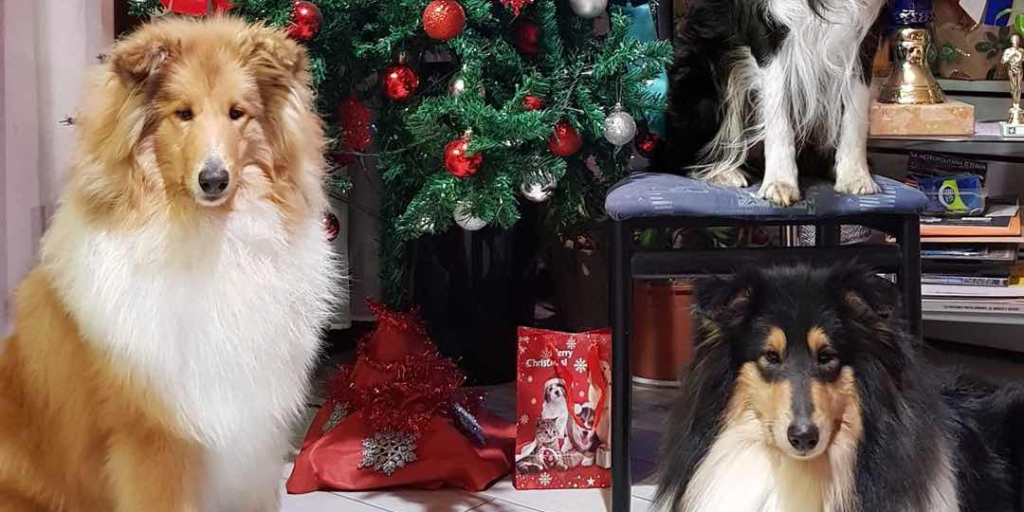Natale 2017: il 70% delle famiglie fa un regalo al proprio animale
