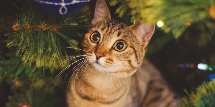 Lo strano rapporto tra gatti e alberi di Natale