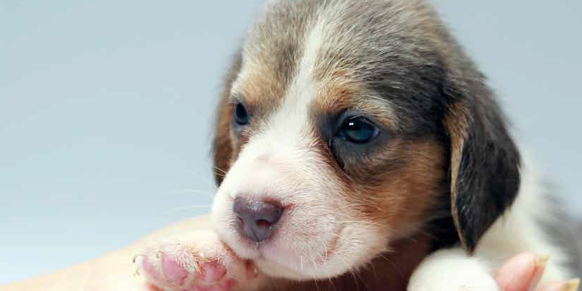 autonomia cucciolo cane