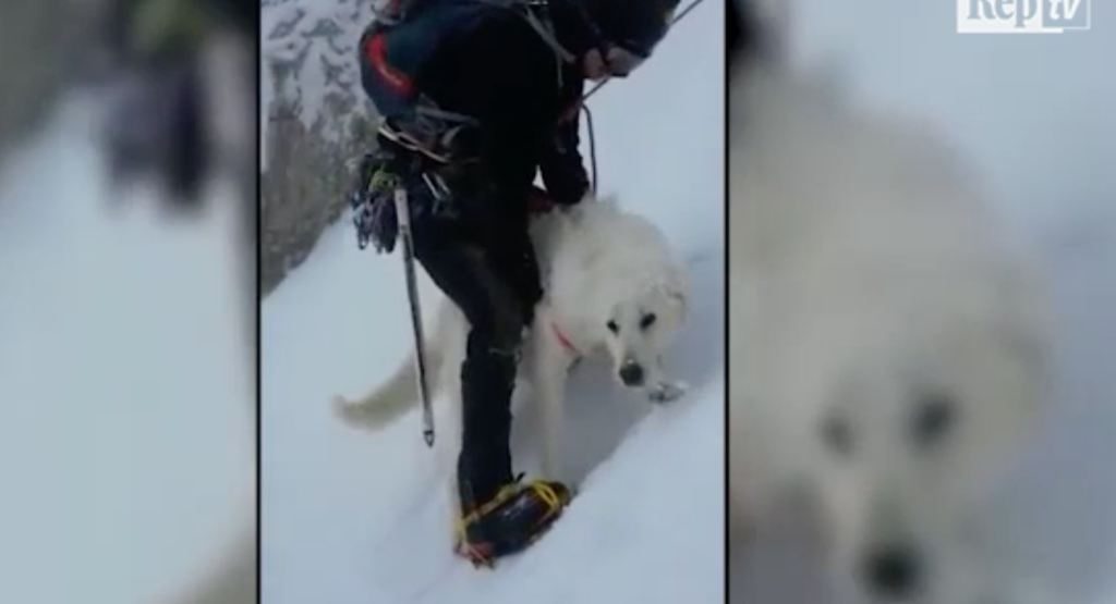 Cane salvato sul Terminillo da Corpo Nazionale Soccorso Alpino e Speleologico