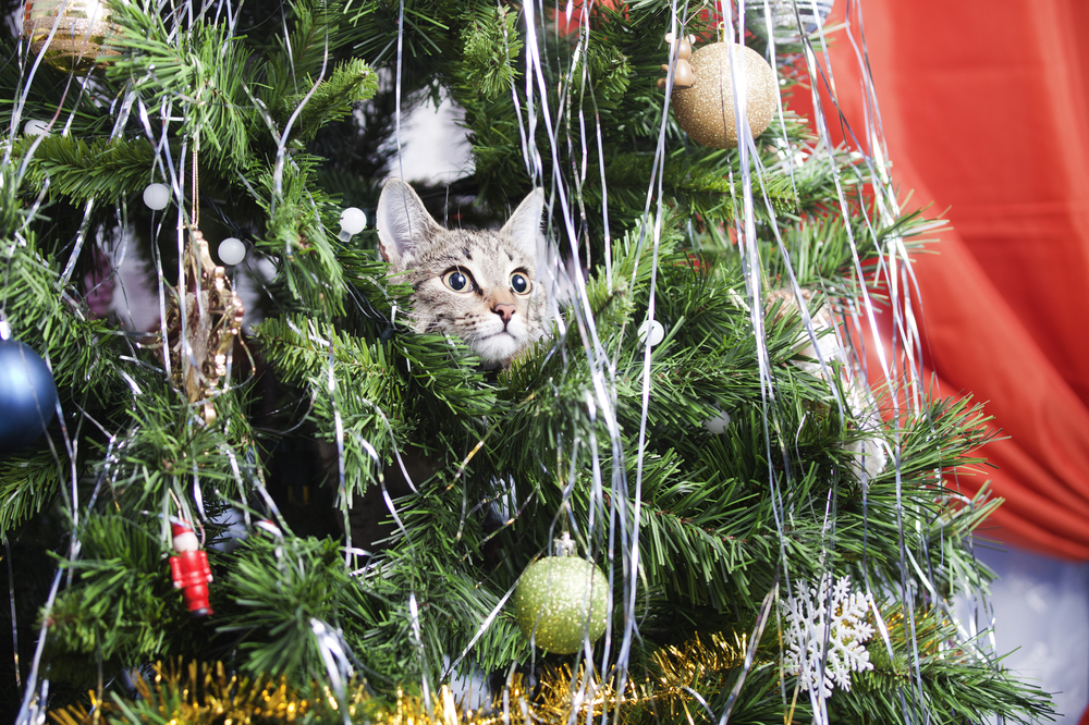 Come fare un albero di natale a prova di gatto  --- (Fonte immagine: https://www.quattrozampe.online/wp-content/uploads/2017/12/gatto-albero-natale_cover.jpg)