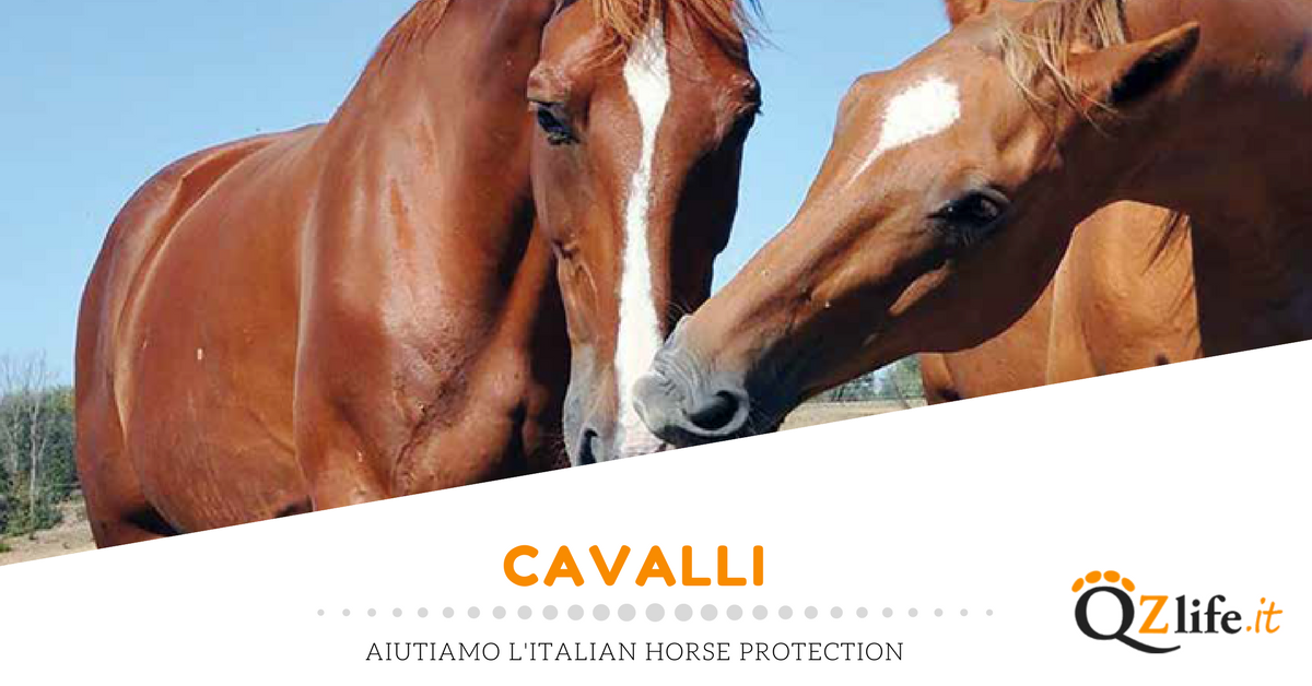 Italian Horse Protection, associazione equidi Quattro Zampe