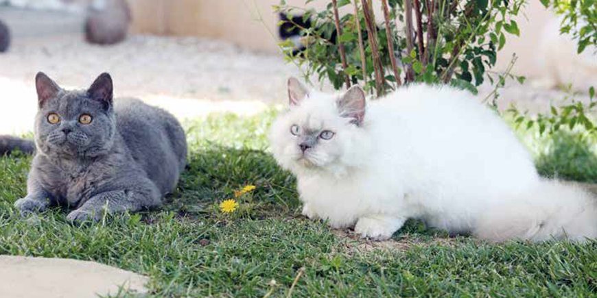 La malattia renale cronica nei gatti