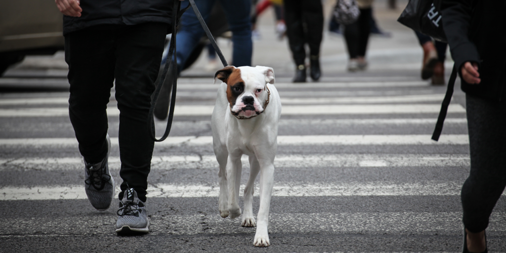 Niente passeggiate in centro per i cani di Savona