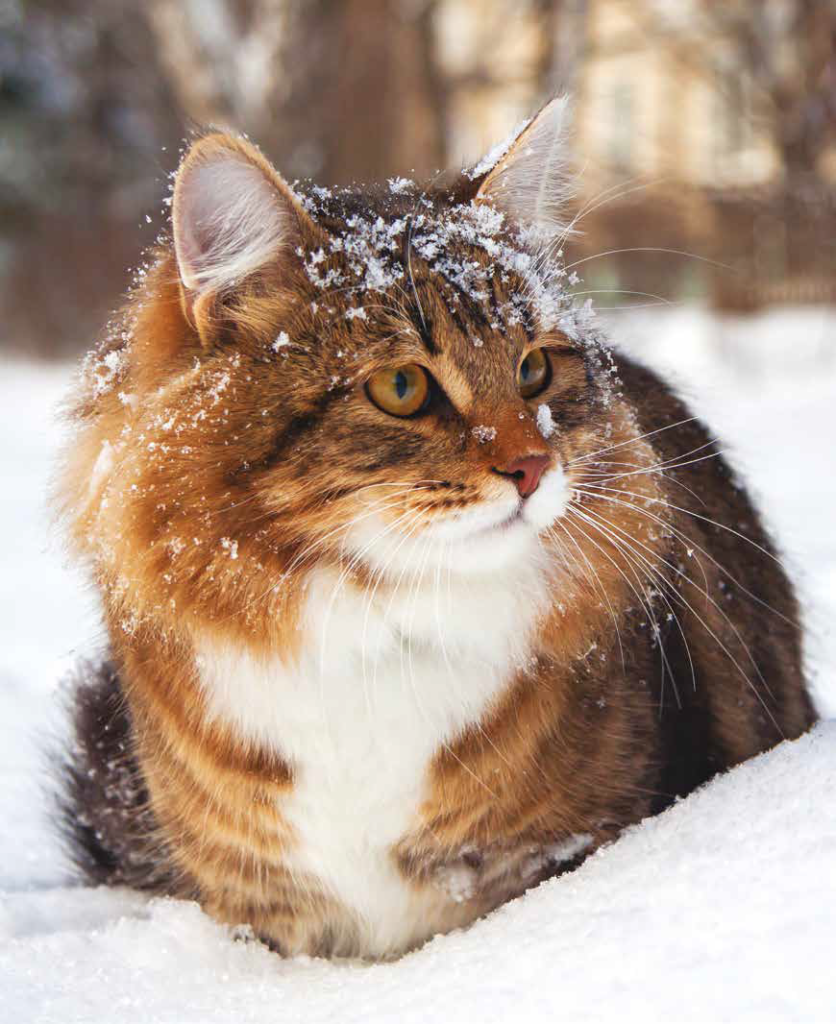 gatto nella neve