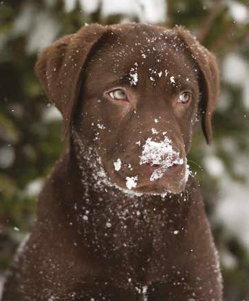 Cane nella neve