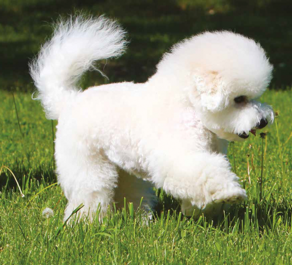 Razza cane Bolognese carattere, caratteristiche e foto Quattro Zampe