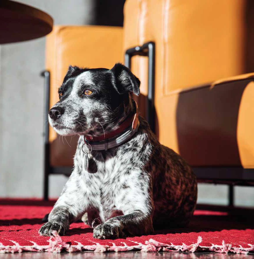 Il rifugio per cani e gatti dello chef Antonello Colonna