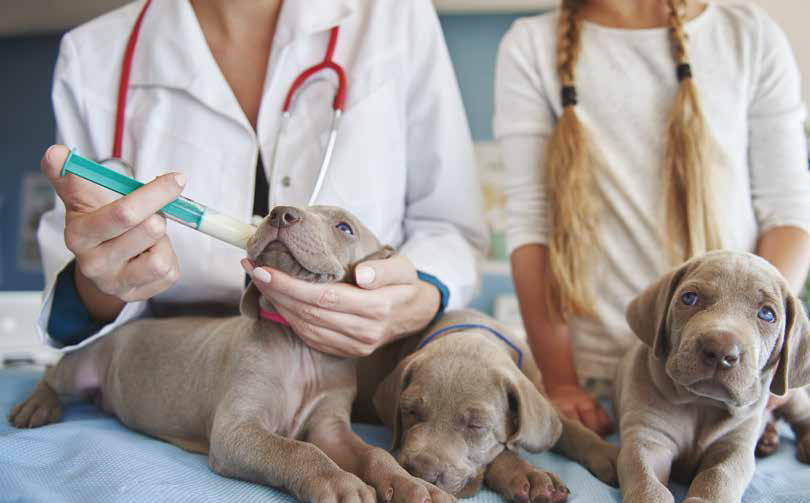 Come abituare il cane alle visite dal veterinario