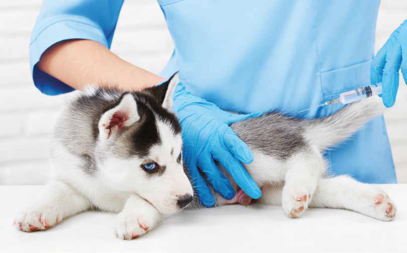 Come abituare il cane alle visite dal veterinario