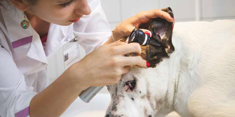 Come abituare il cane alle visite dal veterinario