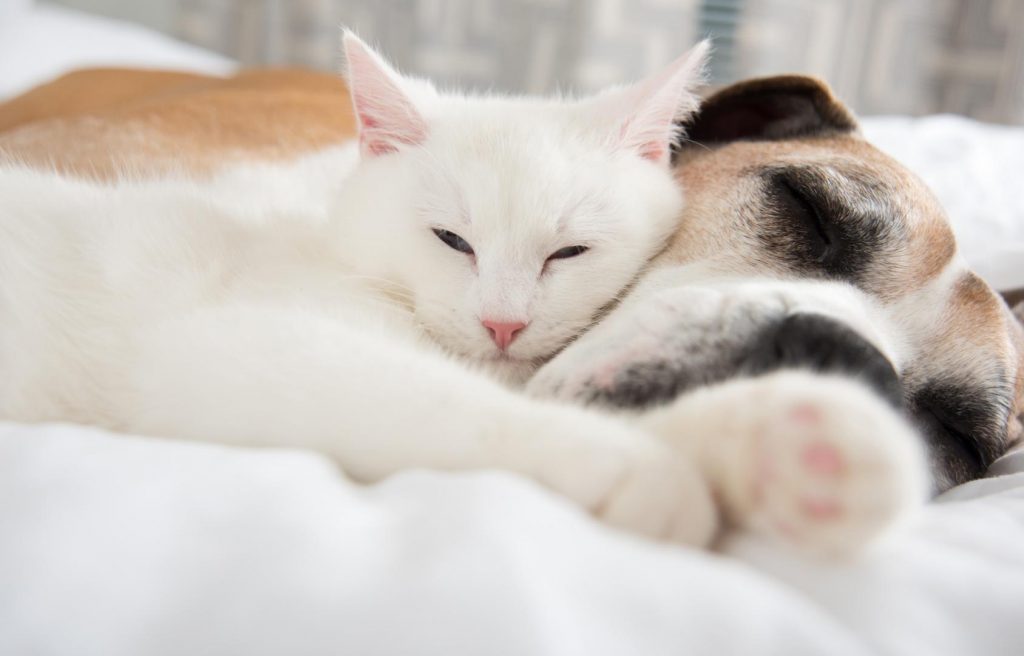 Dormire con cani e gatti fa bene?