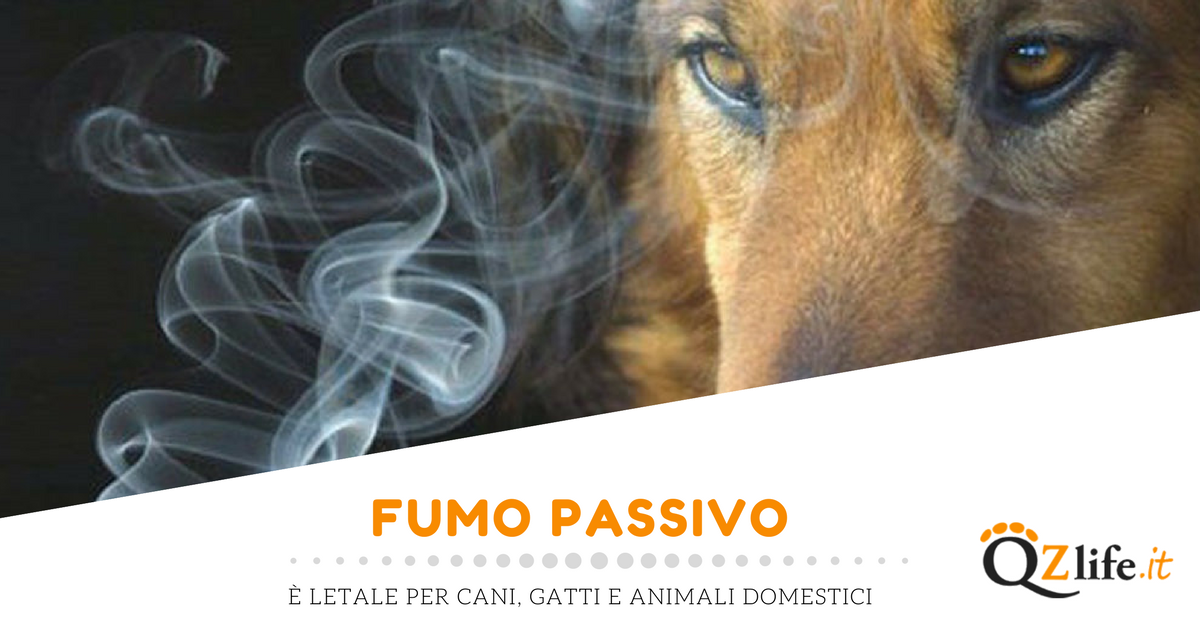 Amare Troppo Gli Animali è Un Male