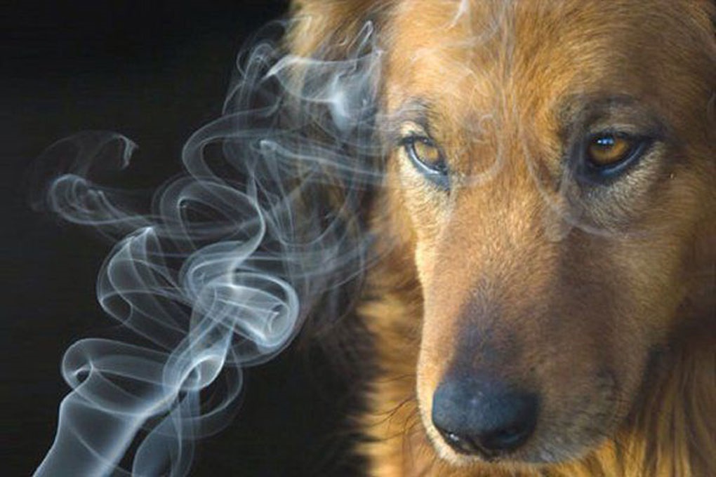 Il fumo è dannoso per gli animali domestici