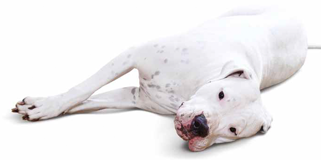 Dogo Argentino