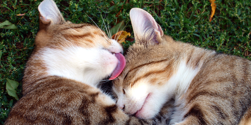 CUCCIOLO GATTO PORTA TELECOMANDO - Per la casa e per te - Amici