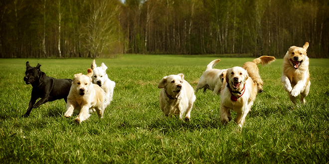 Nuovo cane in casa: come comportarsi?