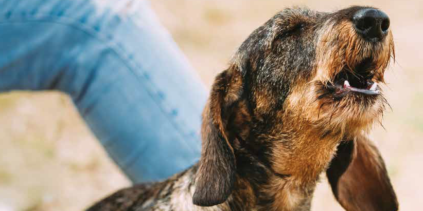 Le ragioni per cui il cane abbaia