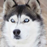 husky