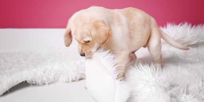 Disciplinare il cucciolo di cane con il gioco