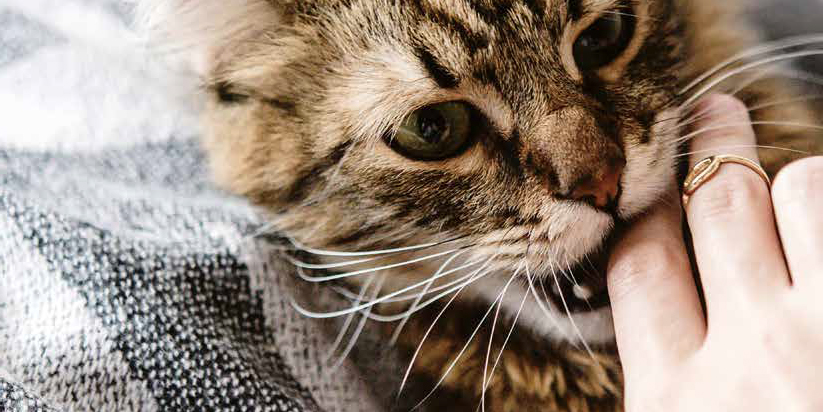 Come riconoscere e curare lo stress del gatto