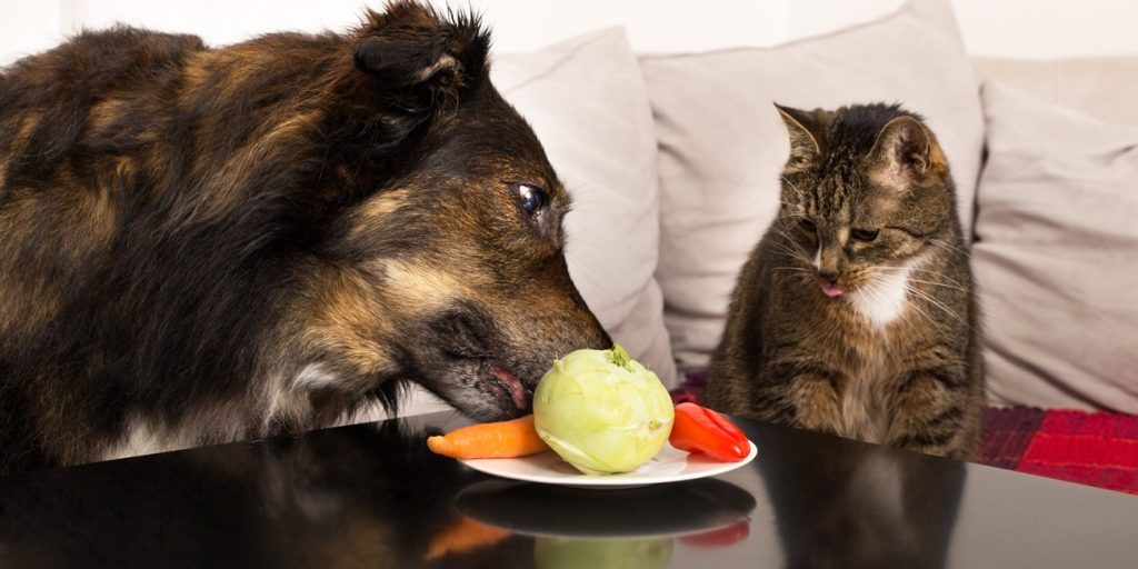 Cani e gatti mangiano la vera frutta