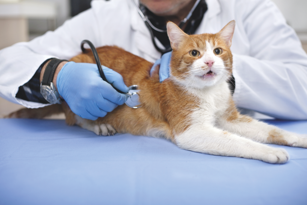 Come curare la salute di cani e gatti anziani