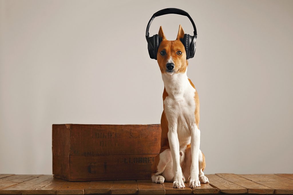 Con Adoptify trovi il tuo cane a ritmo di musica